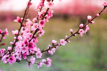 Pink peach flowers begin blooming in the garden. Beautiful flowering branch of peach on blurred garden background. Close-up, spring theme of nature. Selective focus