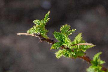 Close-up shot of a raspberry sprout.
