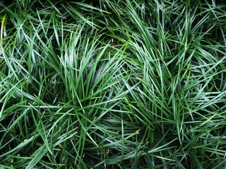 Ophiopogon japonicus (mini mondo grass or snakes beard) dark green leaves of grass by ground cover plant background