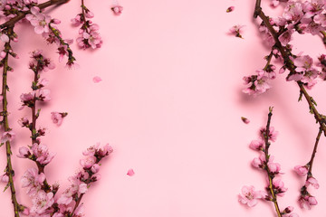 Naklejka premium Peach blossom on pastel pink background. Fruit flowers.