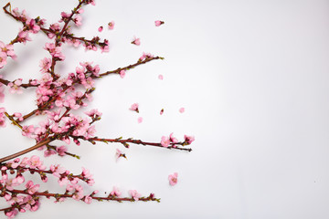 Peach blossom on pastel white background. Fruit flowers.