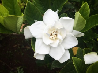 White gardenia flower is blooming on bush with good smell in rainy season