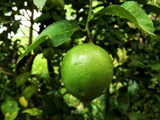 Fresh green lime with water drop growth on tree in the garden. Skin texture and stain on leaves are realistic nature.