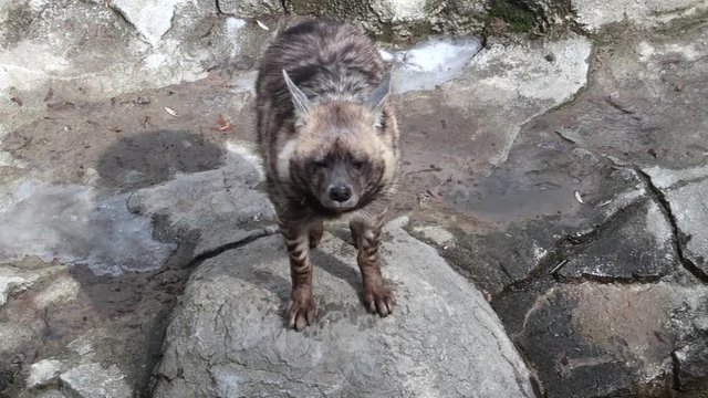 striped hyena is sniffing the air, looking around and into the camera, slow motion, close-up