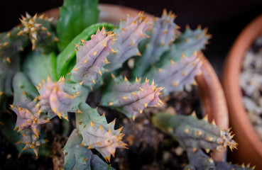 Cactus in flower pot, Close up