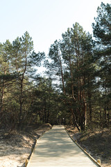 Fototapeta premium New wooden road leading from the beach of Baltic Sea gulf with white sand to the dune forest with pine trees