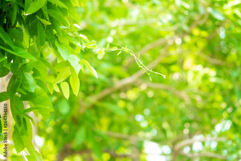 Canvas Prints bokeh blur tree nature background with sunlight on summer. spring season.