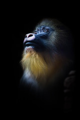 The pensive face of a madril monkey Rafiki  on a dark background. Isolated black background