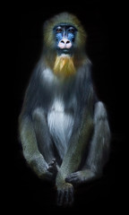 Sad look ahead. Mandrill monkey Rafiki  on a Isolated black background