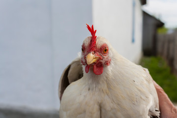 young white cock with red cockscomb and attentive gaze