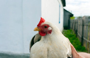 profile of a young white rooster with a red comb in the backyard in the hands of a man