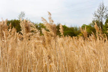 gold dry grass in a rustic field against a green forest