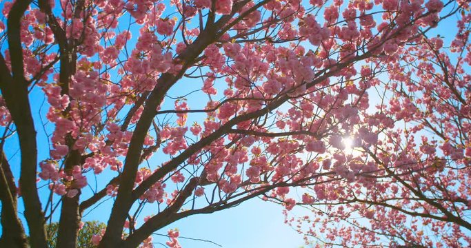 Beautiful cherry blossom sakura in spring time over blue sky.