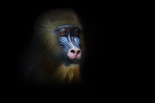 The pensive face of a madril monkey Rafiki  Isolated black background