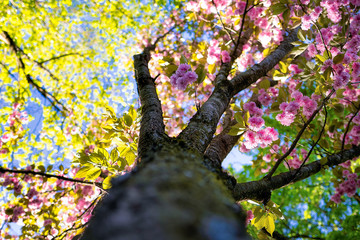 Ein Baum mit blühenden Kirschblüten von unten