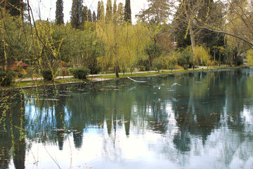 Obraz premium Pond in the park, New Athos, Abkhazia