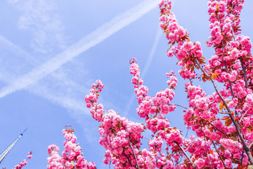 Beautiful sakura or cherry trees with pink flowers in spring against blue sky