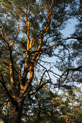 Obraz premium Circle camera movement from ground facing sky with pine trees and clear blue sky during the Golden Hour sunset