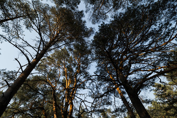 Fototapeta premium Circle camera movement from ground facing sky with pine trees and clear blue sky during the Golden Hour sunset