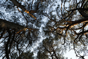 Circle camera movement from ground facing sky with pine trees and clear blue sky during the Golden Hour sunset