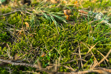 Obraz premium Green Moss in the sunset forest with warm light and sun flare through the trees - Baltic woods - Tender