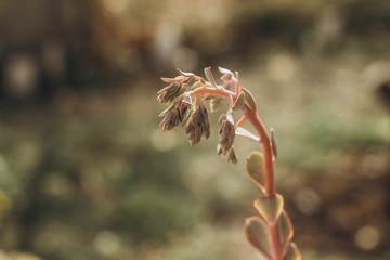 Beautiful Blooming Succulent. The flowers of Echeveria are produced on a tall arching stalk, generally in a bell.