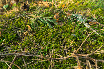 Green Moss in the sunset forest with warm light and sun flare through the trees - Baltic woods - Tender