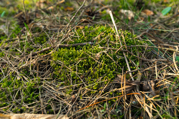 Green Moss in the sunset forest with warm light and sun flare through the trees - Baltic woods - Tender