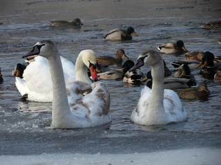 Obraz premium swans on the lake