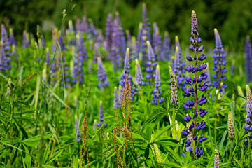 Fototapeta premium Blooming lupinus field with purple and blue flowers.