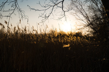 Rye field during a sunset with beautiful sun shinning in the background