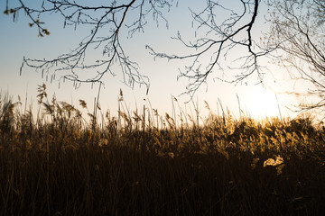 Fototapeta premium Rye field during a sunset with beautiful sun shinning in the background