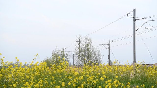 Train of the Dutch national railways, Nederlandse Spoorwegen or NS, driving through a spring landscape.