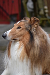 Amerikanischer Collie