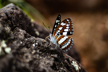 Butterfly closeup shot on rock