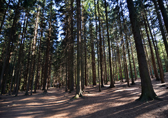 forest