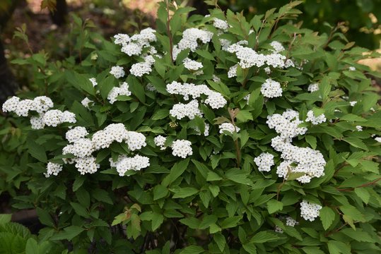 Reeves Spirea Images – Browse 485 Stock Photos, Vectors, and Video