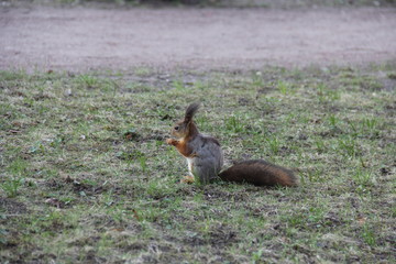 squirrel on grass