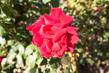 Lovely single beautiful blooming red rose on natural background close-up