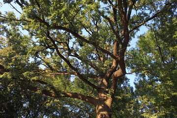tree in the park