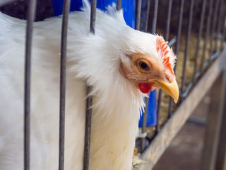 Female white pekin bantam cockerel put its head out from the steel cage at an Australian farming.