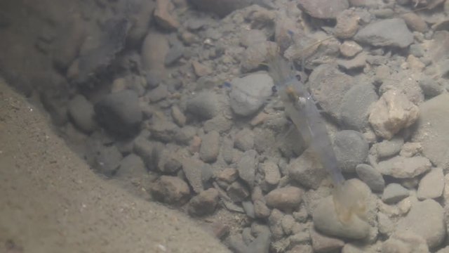 grass shrimp (Pandalus latirostris) fed into a stream of water with algae particles, Crimea, Black sea. Night snapshot