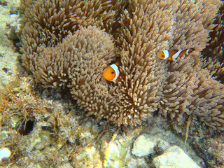 False clown anemonefish in Kuroshima island, Yaeyama islands, Okinawa prefecture, Japan