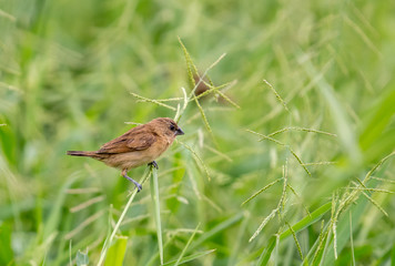Closeup child Scaly-breasted Munia (Lonchura punctulata) perching on green grass in the garden.