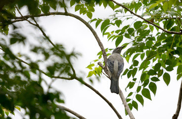 Female Black-winged Cuckooshrike (Lalage melaschistos) perching on a branch in the urban park.