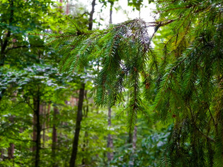 Fototapeta premium Close up of spruce branch.