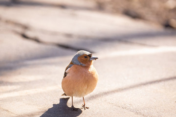 Chaffinch on a branch
