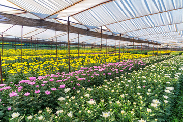 beautiful Chrysanthemum flower garden in greenhouse