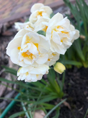 Narcissus flower photography. Growing narcissus in the garden.