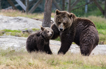 Fototapeta na wymiar Cute family of brown bear mother bear and its baby cub playing in the grass. Ursus arctos beringianus. Kamchatka bear.